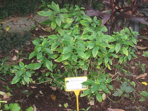 Rhinacanthus nasutus fullplant6.JPG